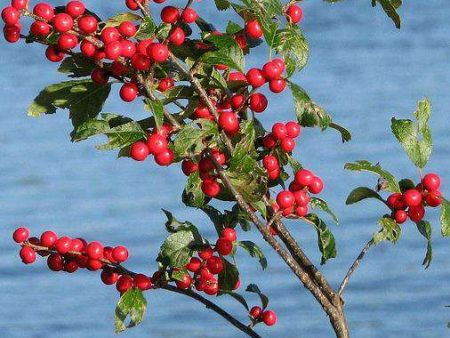 Ilex Verticillata  Winterberry  For Discount