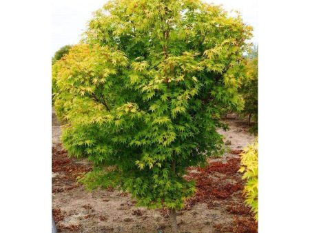 Japanese Maple  Coral Bark  Cheap