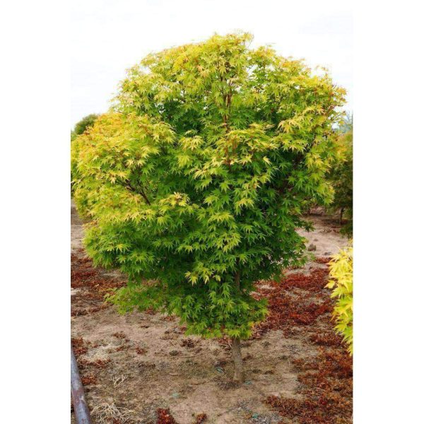 Japanese Maple  Coral Bark  Cheap