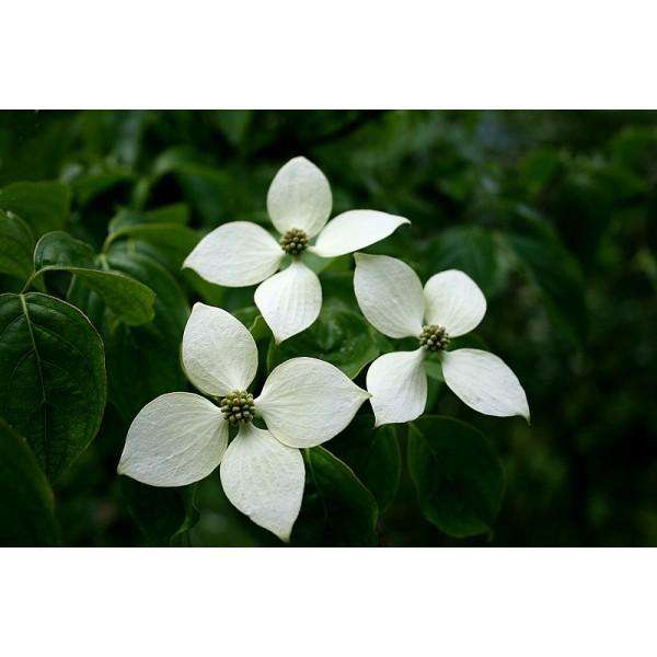 Flowering Dogwood  Kousa  Fashion