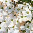 Flowering Dogwood  Cherokee Princess  on Sale