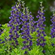 False Indigo - Baptisia Decadence®  Sparkling Sapphires  Hot on Sale