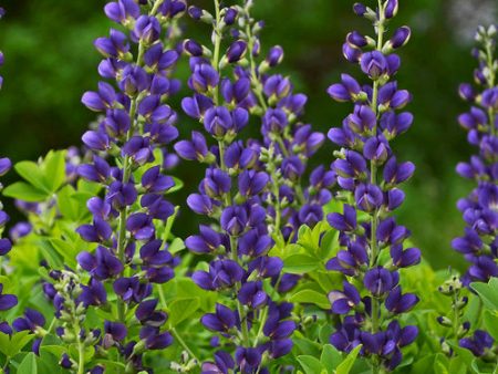 False Indigo - Baptisia Decadence®  Sparkling Sapphires  Hot on Sale