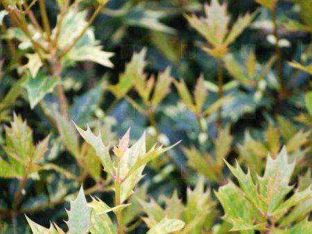 Osmanthus heterophyllus  Goshiki  Sale