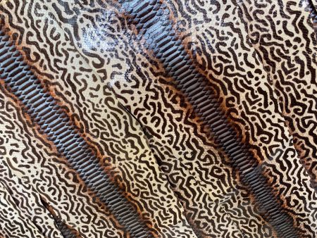 1.2-1.5 Meter Python Leather Hand Painted Brown With Silver Center BC Hot on Sale