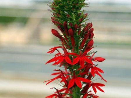 Cardinal Flower - Lobelia Cardinalis Online now