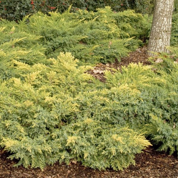 Juniper - Juniperus chin.  Daub s Frosted  Sale