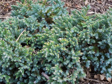 Juniper - Juniperus squamata  Blue Star  Cheap