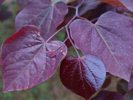 Redbud  Forest Pansy  Discount