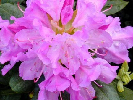 Rhododendron  Roseum Elegans  Online Sale