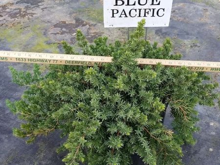 Juniper - Juniperus conferta  Blue Pacific  Online