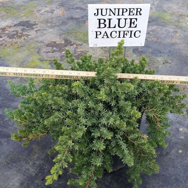 Juniper - Juniperus conferta  Blue Pacific  Online