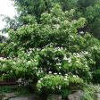 Flowering Dogwood  Kousa  Fashion