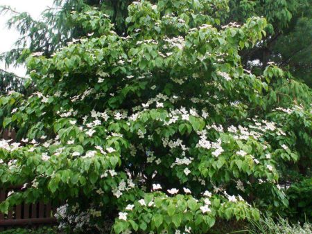 Flowering Dogwood  Kousa  Fashion