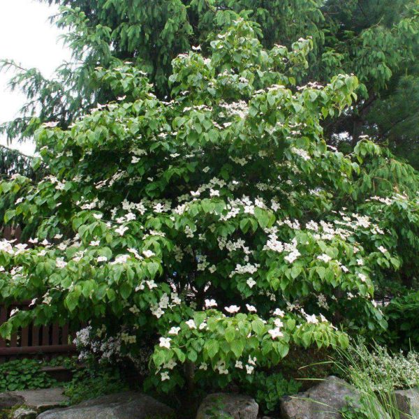 Flowering Dogwood  Kousa  Fashion