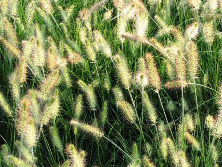 ‘Dwarf Fountain Grass’ - Pennisetum alopec. ‘Hameln’ For Discount