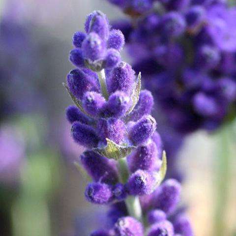 Lavender  Hidcote  Online Hot Sale