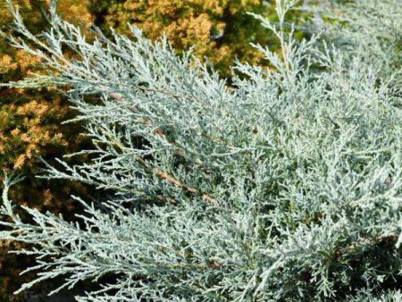 Juniper - Juniperus chin.  Angelica Blue  Sale